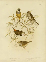 Pinson doré, 1891